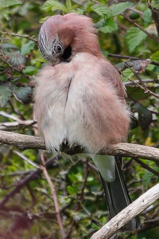 A few small garden birds today -- Birds in photography-on-the.net forums